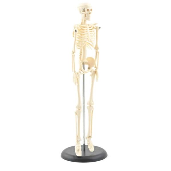 MINIATURE SKELETON FOR YOUR DESK