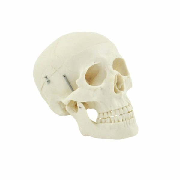 HUMAN SKULL MODEL