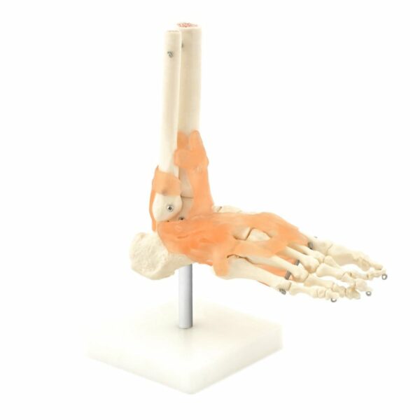 SKELETAL FOOT MODEL WITH LIGAMENTS