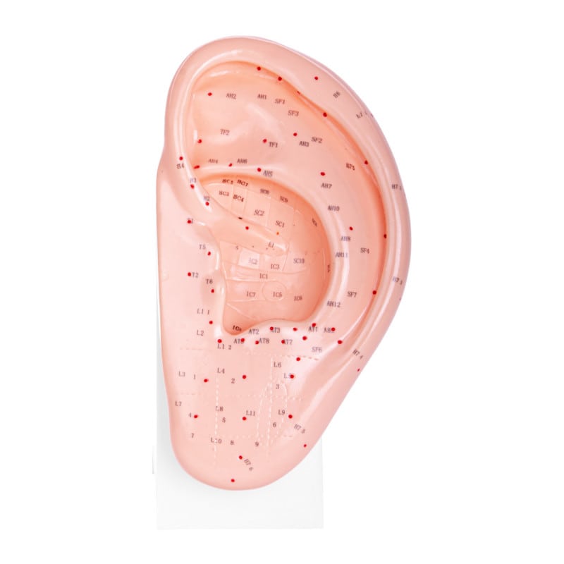 ACUPUNCTURE MODEL OF AN EAR
