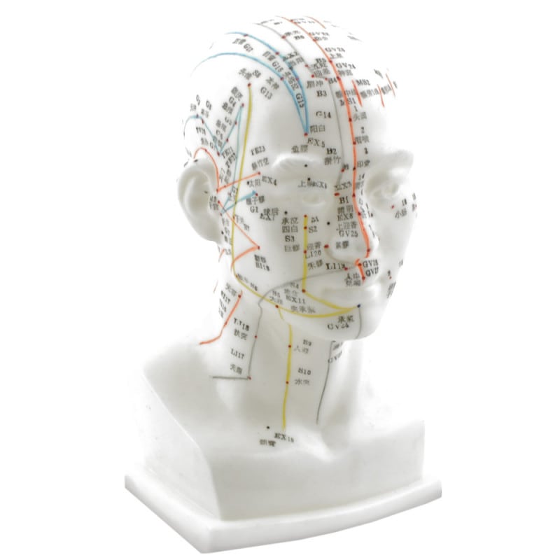 ACUPUNCTURE MODEL OF A HUMAN HEAD