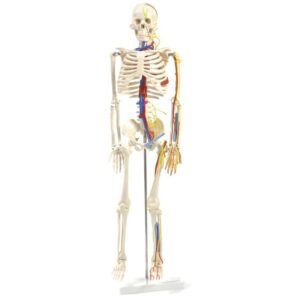 ANATOMICAL SKELETON | PARTLY DISSECTIBLE