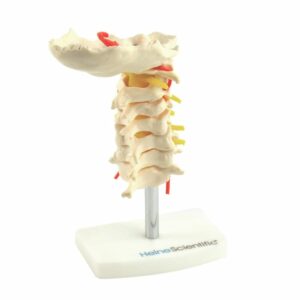 CERVICAL SPINE MODEL