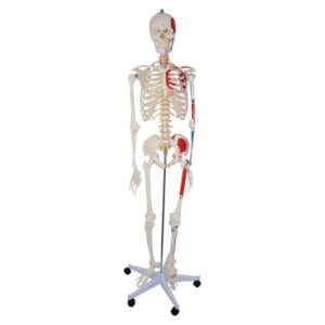 LIFE SIZE SKELETON MODEL