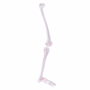 SKELETON LEG MODEL