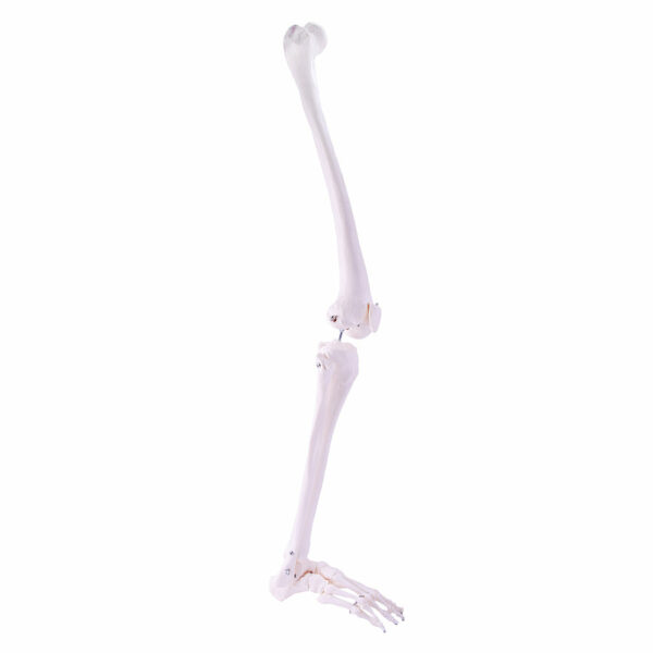 SKELETON LEG MODEL