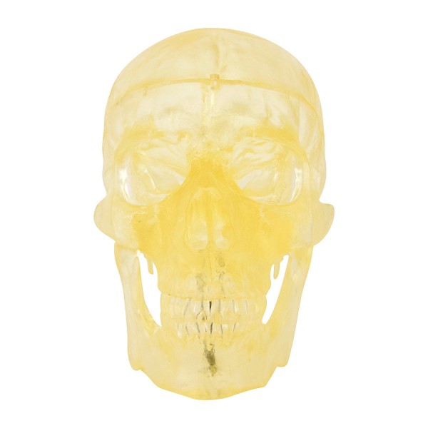 TRANSPARENT SKULL