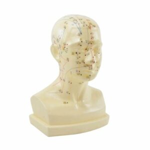 ACUPUNCTURE MODEL HEAD | LIFE SIZE