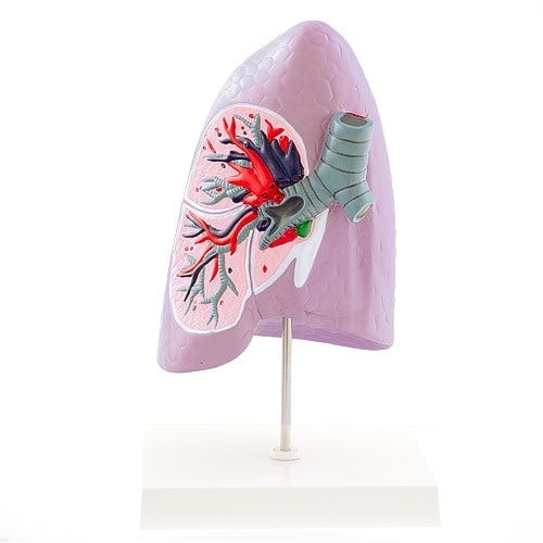 ANATOMICAL MODEL OF A LUNG