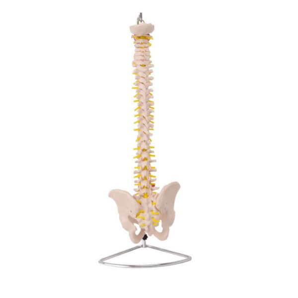 SPINE WITH PELVIS