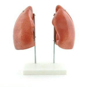 MODEL OF THE LUNGS