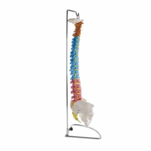 DIDACTIC VERTEBRAL COLUMN MODEL WITH PELVIS