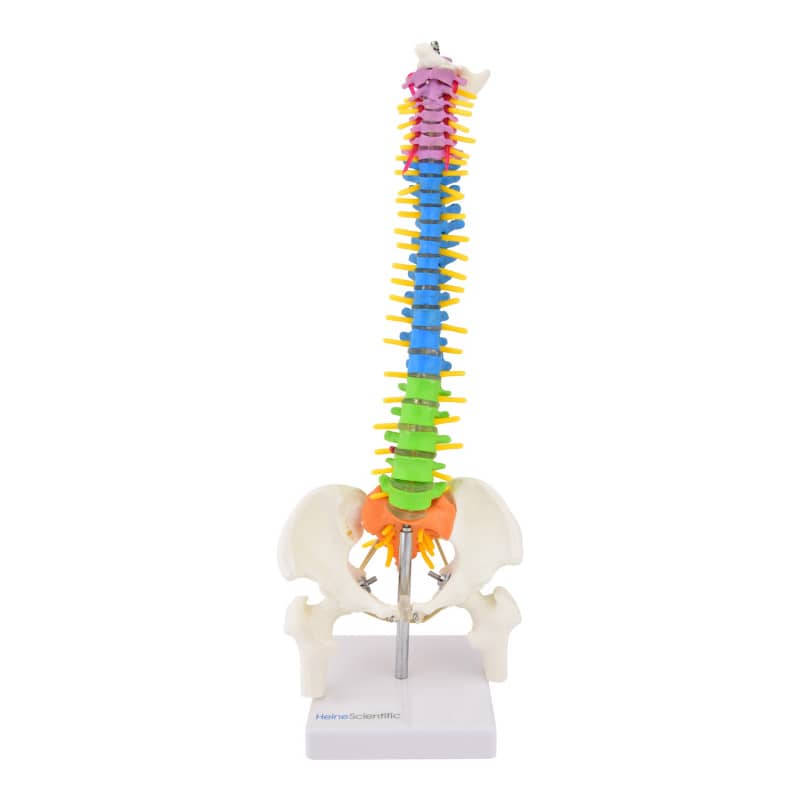 COLOURED VERTEBRAE MODEL, HALF LIFE-SIZE