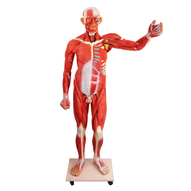LIFE-SIZE MODEL OF A HUMAN BODY