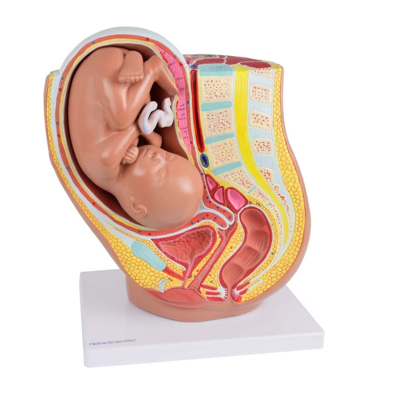 ANATOMICAL MODEL OF A PREGNANT WOMAN 40TH WEEK