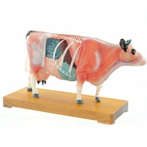 ACUPUNCTURE MODEL, COW