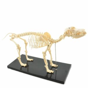 ARTIFICIAL CANINE SKELETON | DISASSEMBLABLE