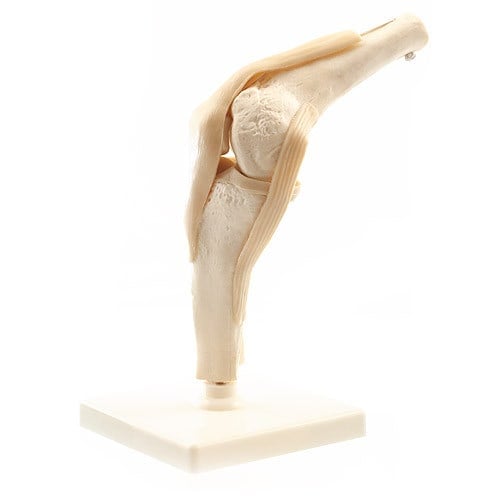 HUMAN KNEE MODEL WITH LIGAMENTS