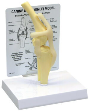 CANINE KNEE WITH LIGAMENTS