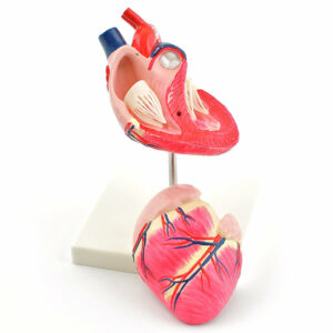 ANATOMICAL CANINE HEART MODEL | 2 PARTS