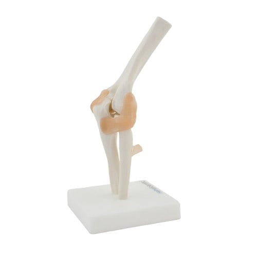 ELBOW SKELETON MODEL WITH LIGAMENTS