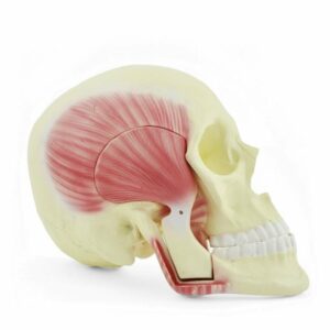 MODEL OF THE MASTICATORY MUSCLES