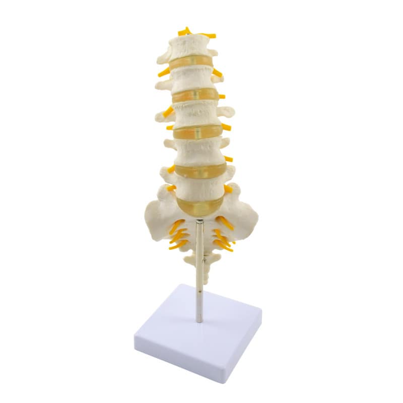 ANATOMICAL MODEL OF THE LUMBAR SPINE