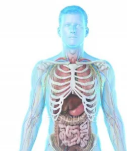 Explore P.A. O Brien Anatomical Models: Excellence in Medical Education 2 medical model 252x300 1