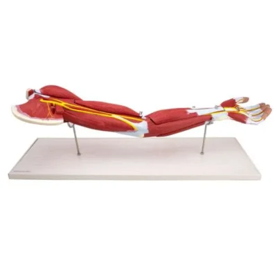 1 21488 01 heinescientific armmodell 7 teilig 600x600