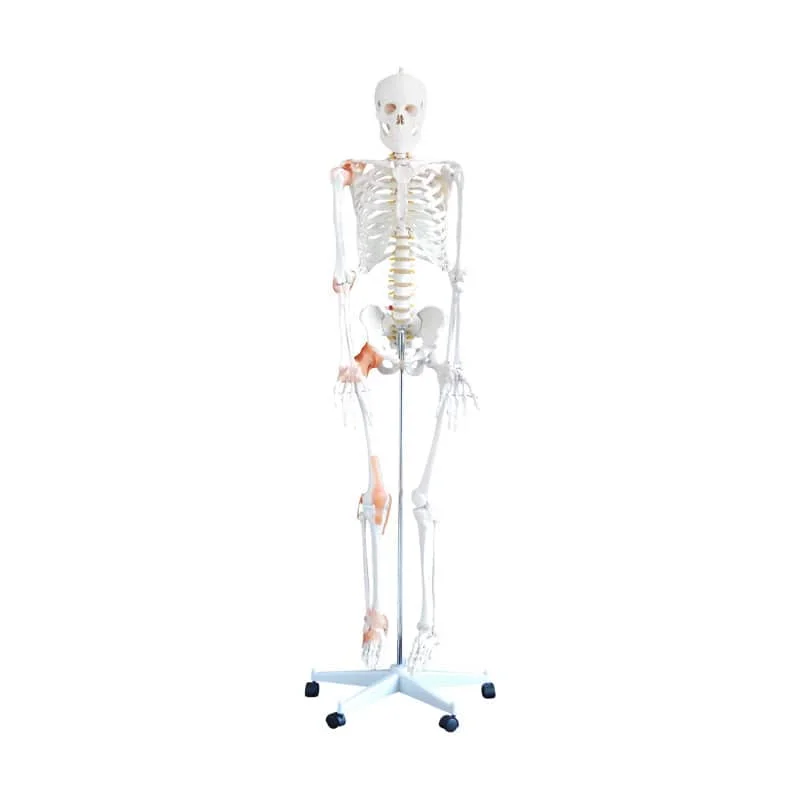 1130985 heinescientific flexibles skelettmodell web