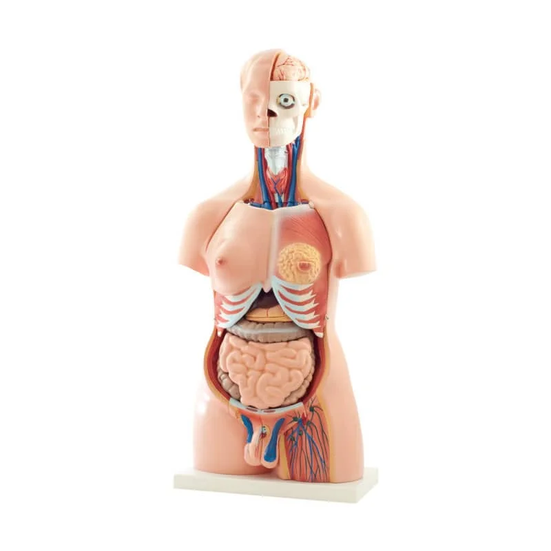 126108 heinescientific torso modell web