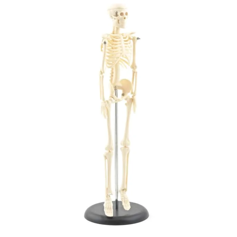 129991 heinescientific mini skelett