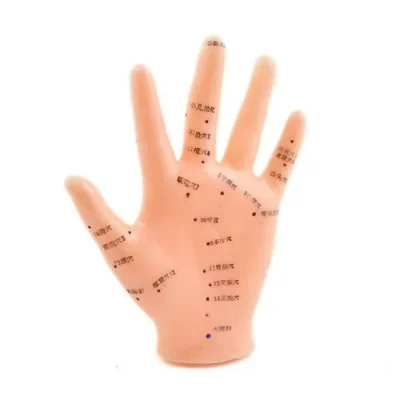 Human Acupuncture Models