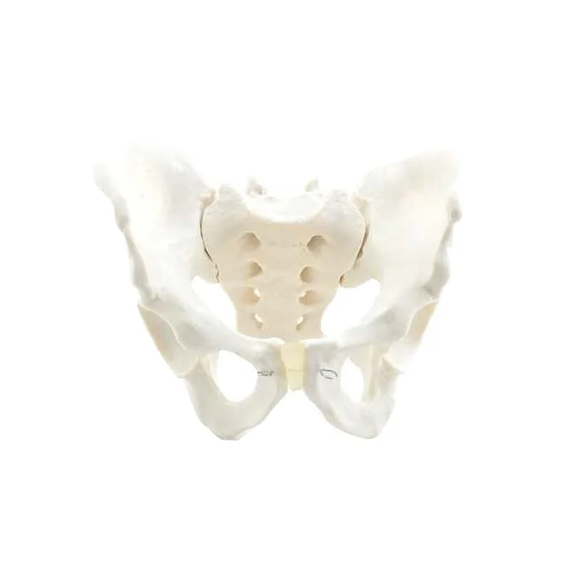 130493 mannlichesknochernesbecken modell  heine scientific