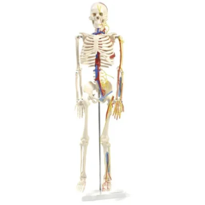 130497 anatomisches skelett