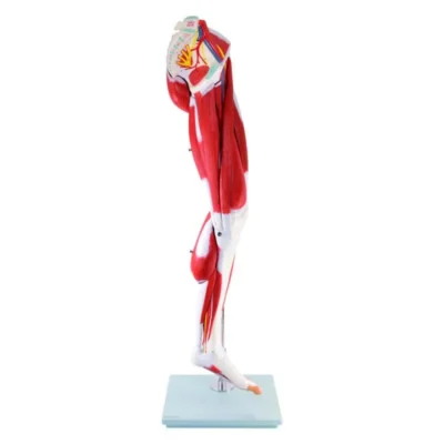 139012 modell beinmuskulatur 1 web