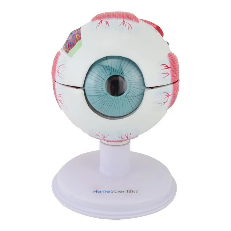 139036 augenmodell 1 web