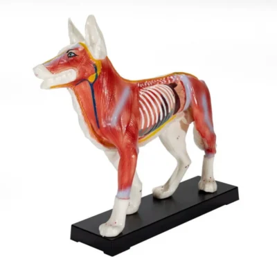 190073  heinescientific akupunkturmodell hund 2