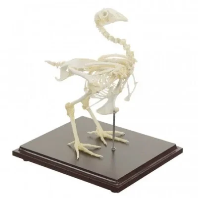 190901 huhn schrag2