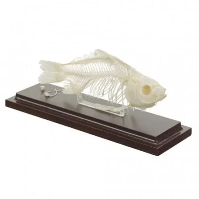 190917 fisch schrag