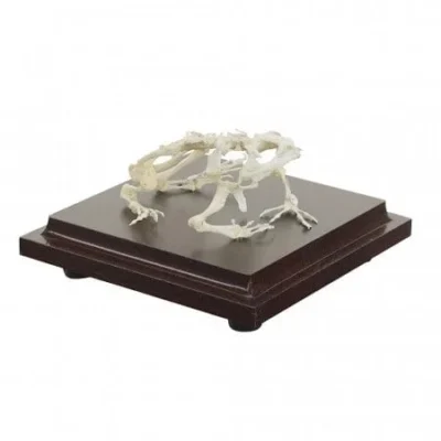 191645 frosch schrag 1