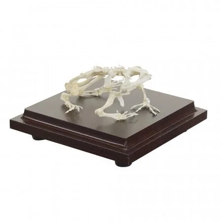 191645 frosch schrag 1