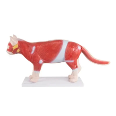 191773 zerlegbare katze 2 1