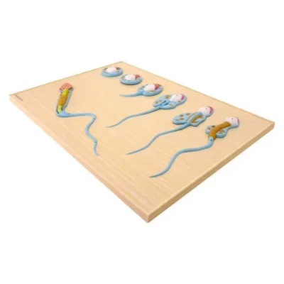 2 21498 01 heinescientific modell spermatogenese 600x600