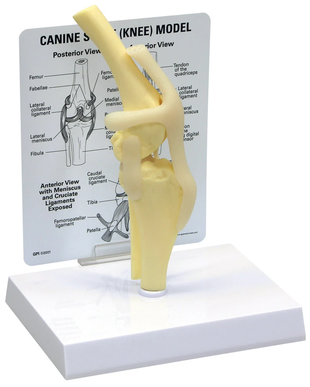 9050 canine knee  68805