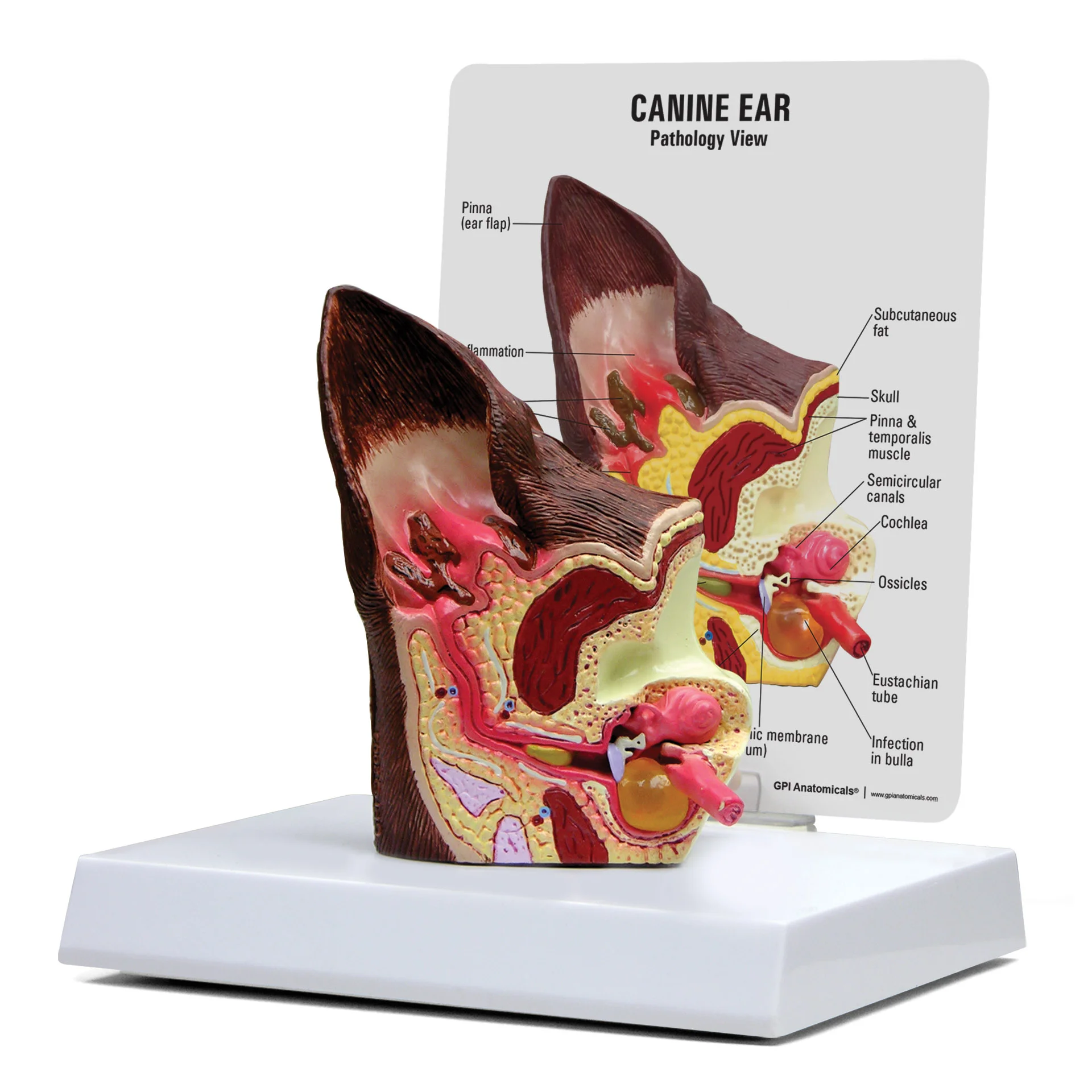 canine ear model 4a 1
