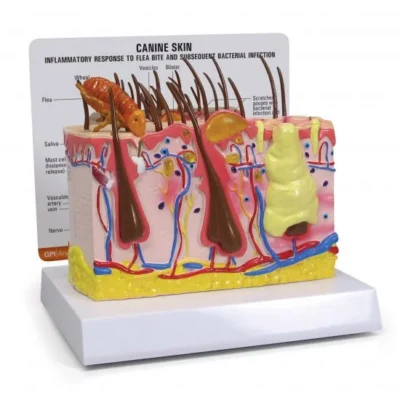 canine skin model 1a 550x550 3
