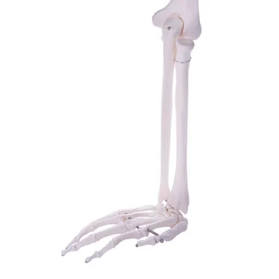 csm 139151 HeineScientific Armskelett 5 01687570ce