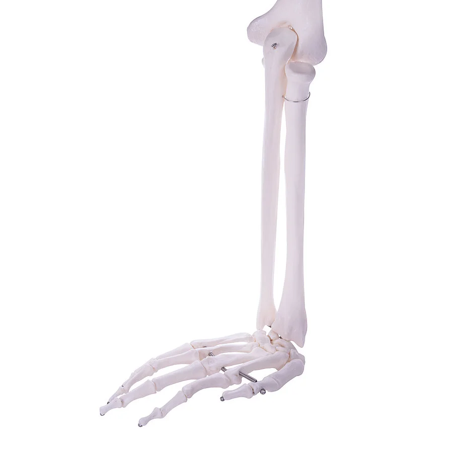 csm 139151 HeineScientific Armskelett 5 01687570ce