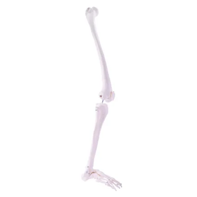 csm 139152 HeineScientific Beinskelett 1 2098b3d879